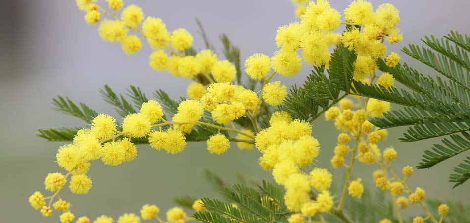 8 Marzo Festa della donna Milano