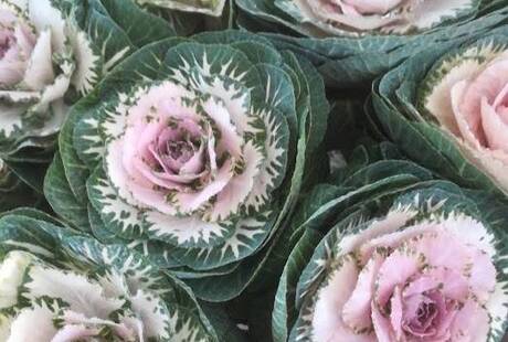 Ricco Renato Roberto