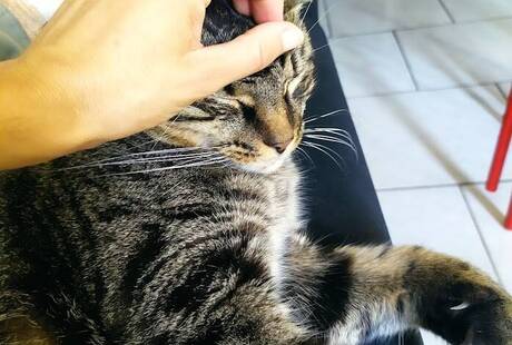 Anna Cazzaniga Bautch & Mautch educazione e consulenza per cani e gatti