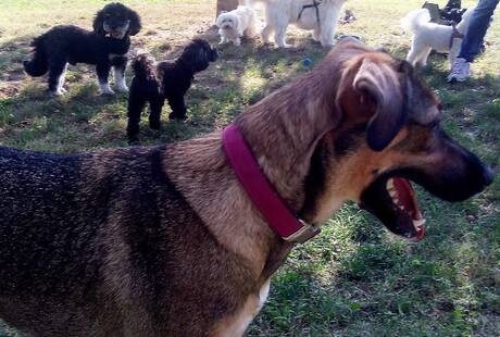 Pepper&Ginger - Dog sitter Educazione