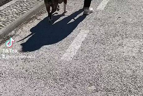 Cinofilia comportamentale di Oscar Persico