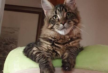 Allevamento Maine Coon Felidream