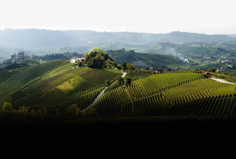 Italian Wine Brands