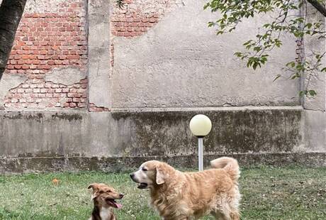 Juli, Toni, Rumi e Luci - Family Dog Sitter - Roofus