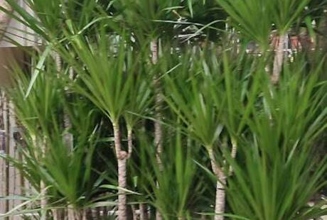 Madapipur Fiori e Frutta