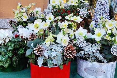 Petali e Fantasia Milano di Francesca Santamaria